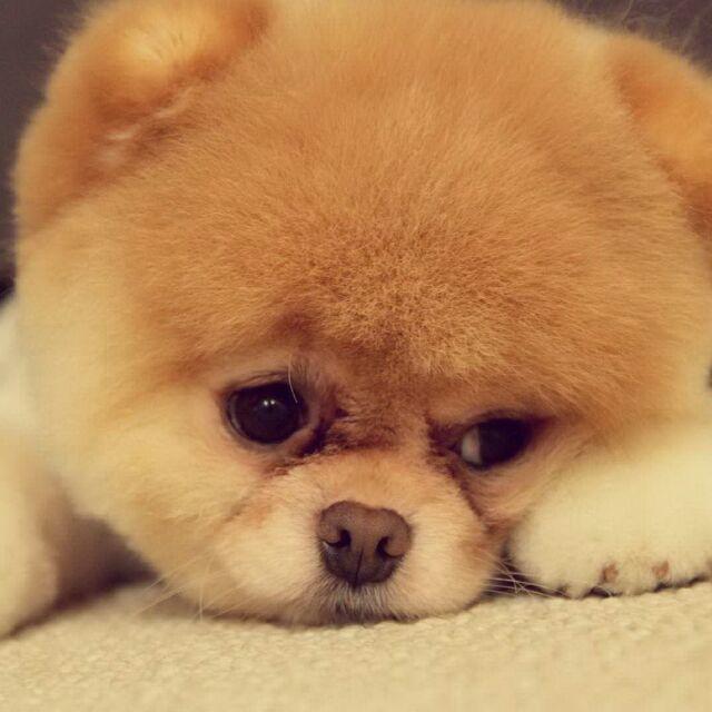 叶其根