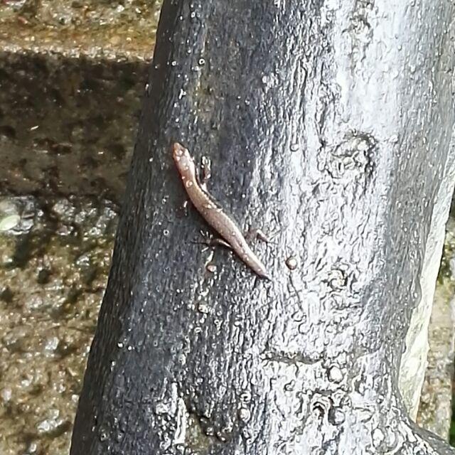 阿姆斯特朗回旋踢