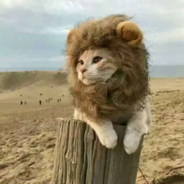 Pompous
