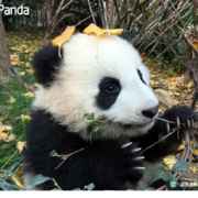 panda喵