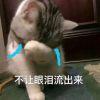 揽月