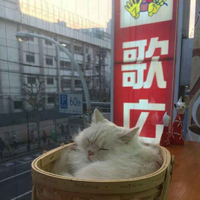 ovo