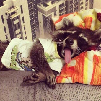 爱猪者~