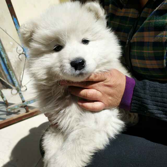 爱草莓的可可