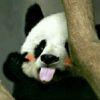 冥想小熊猫