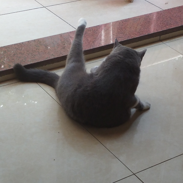糯米是一只肥猫