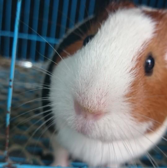 清水如墨