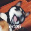 郑郑郑摩虎。