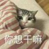 车车