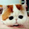 我是一只猫
