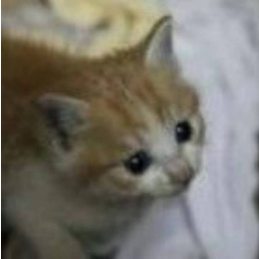 猫贝贝