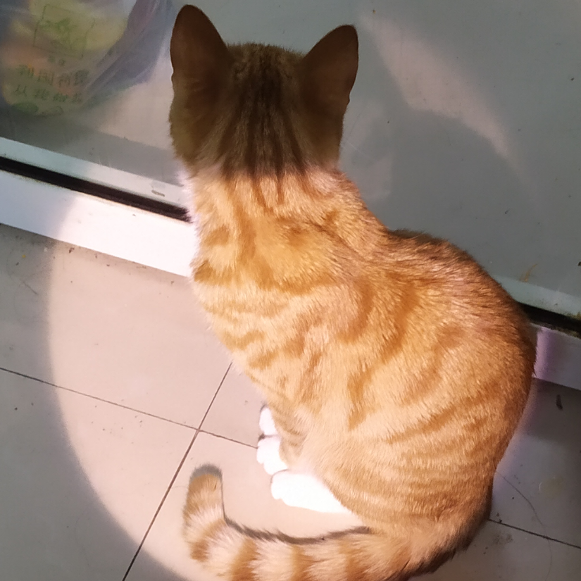 猫薄荷真上头。
