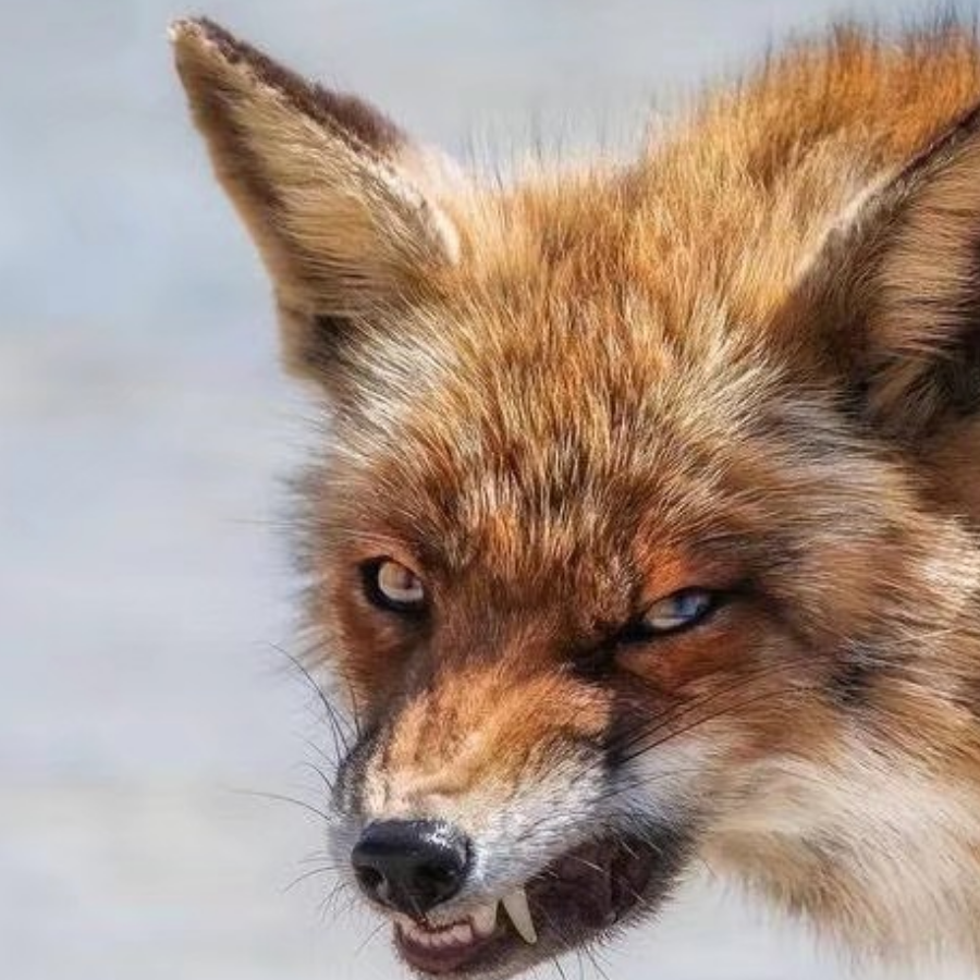 云犀