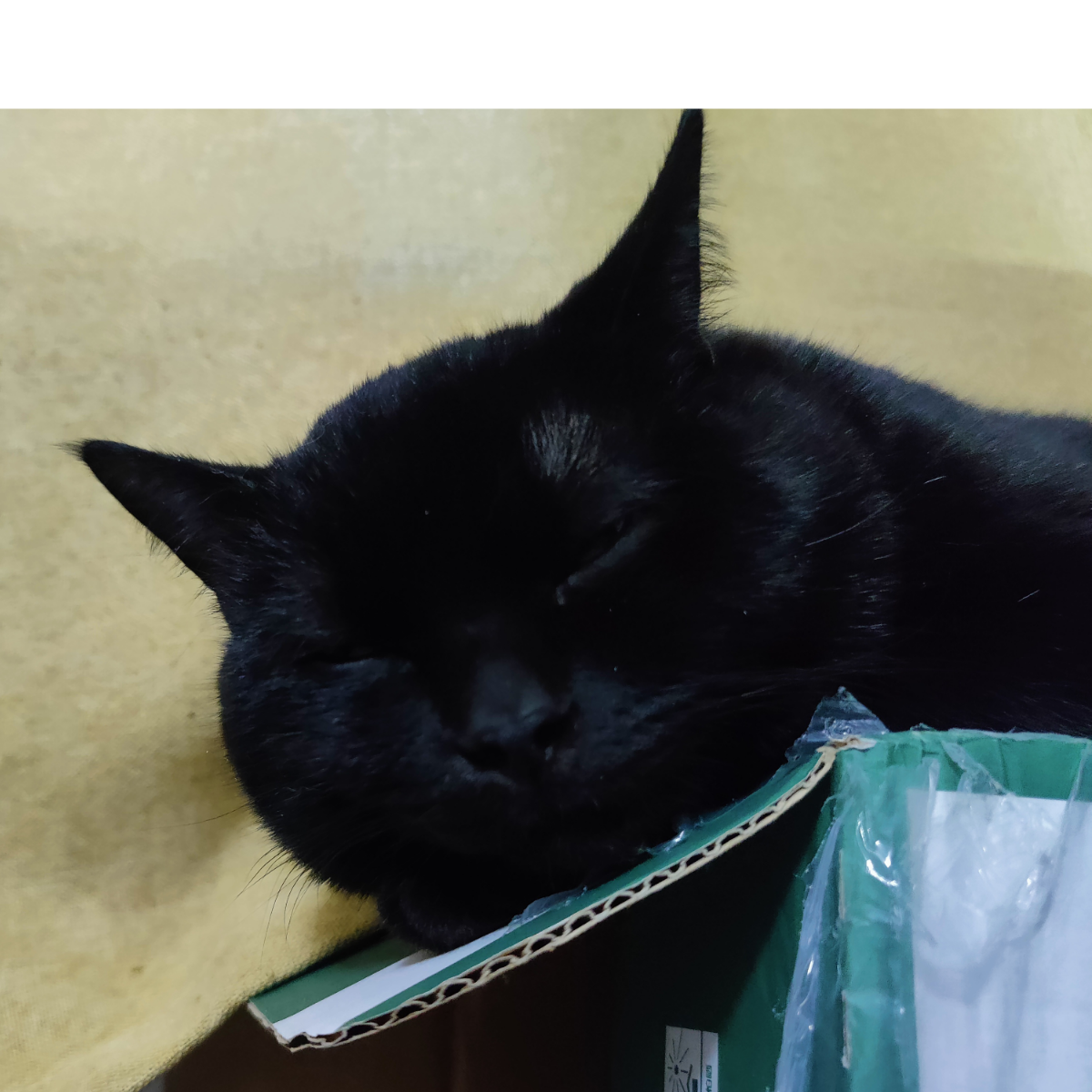 注定给猫吃的小鱼干