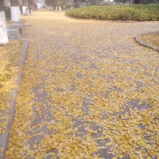 小灰灰