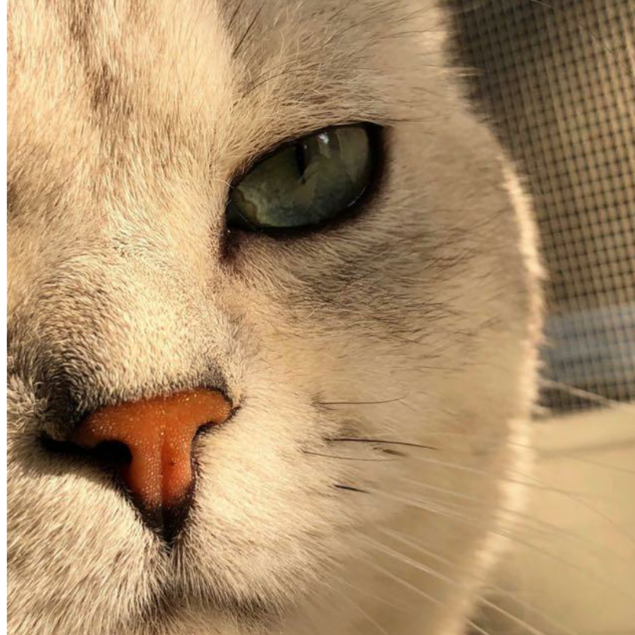 一只高冷的猫