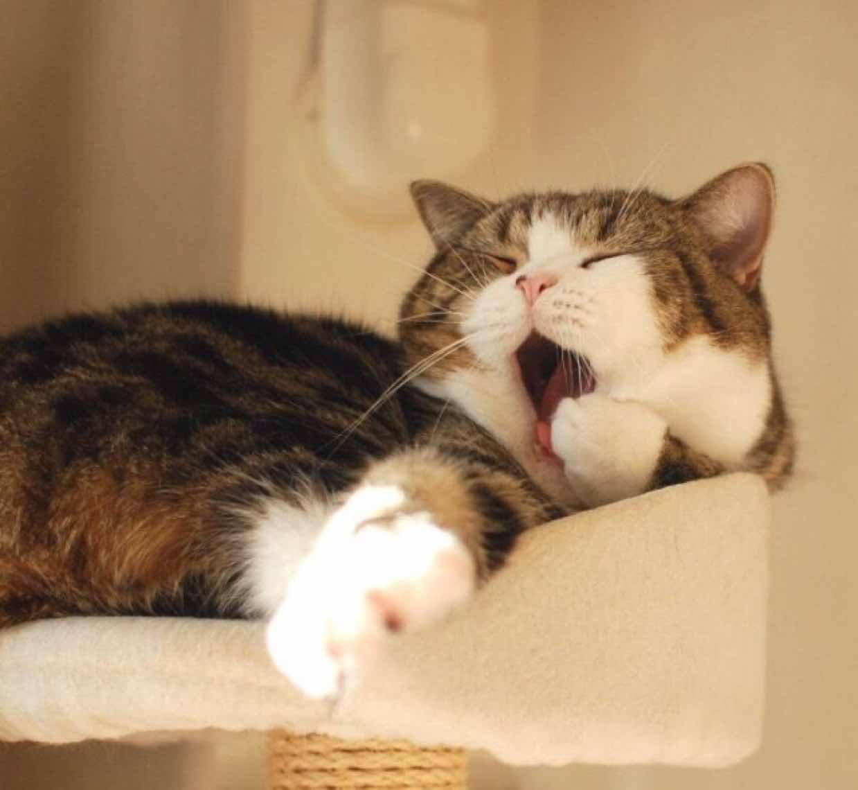 齐