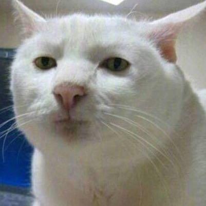 小猫