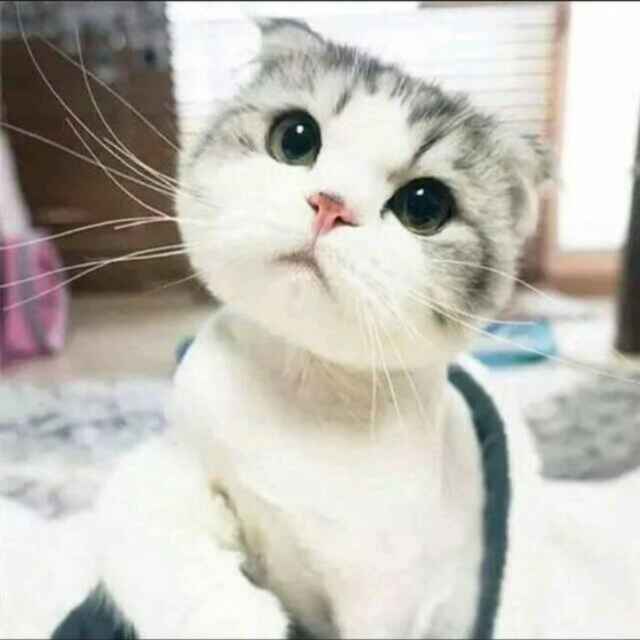曾经的传说哥