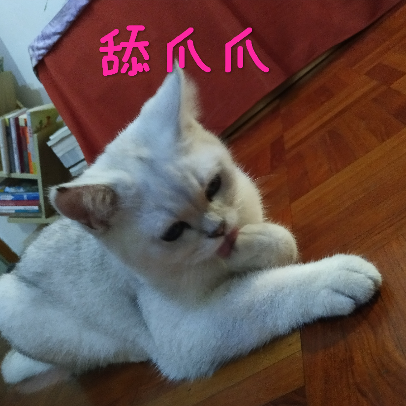 吾家有喵