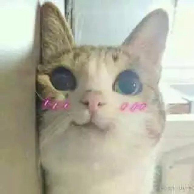 叶子汤