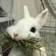 一只小兔兔♥