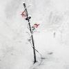 踏雪寻梅
