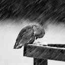 凄风慕苦雨