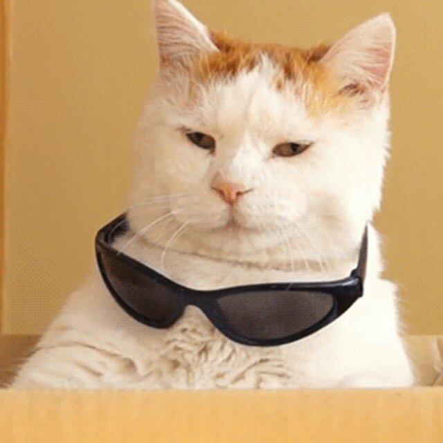 蜚蠊