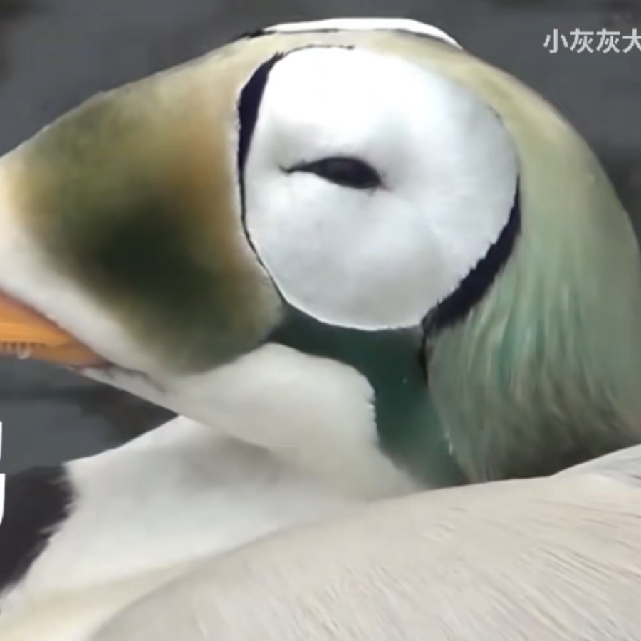 Tin找