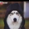 人中哈士奇！