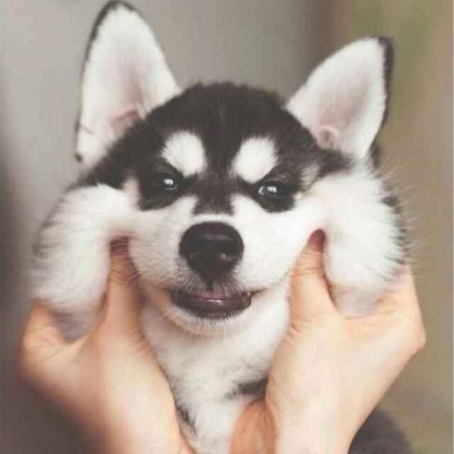 深哥