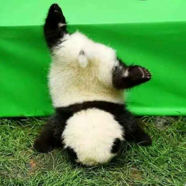 坚。