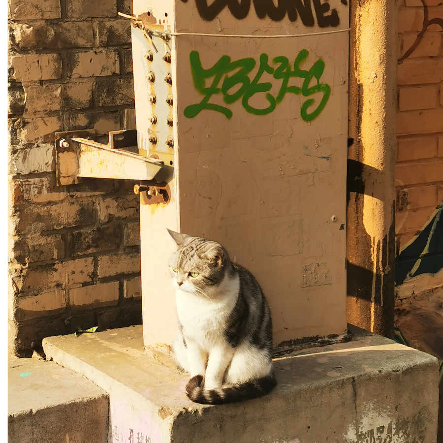 恶猫