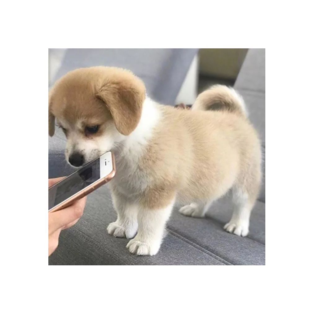 兔子今天吃什么