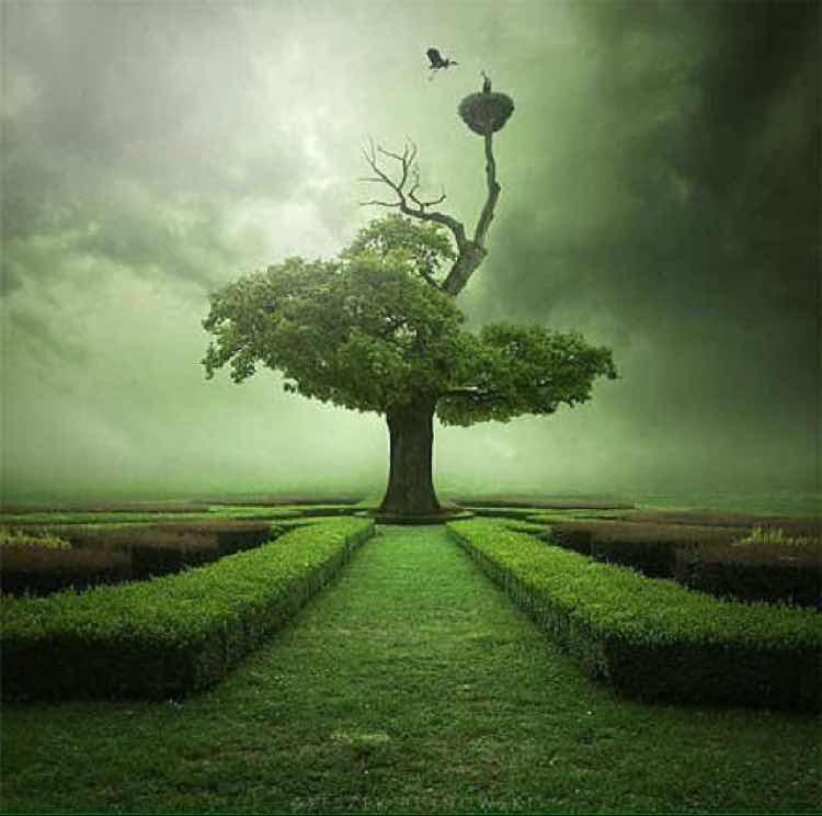 樱花下的包工头