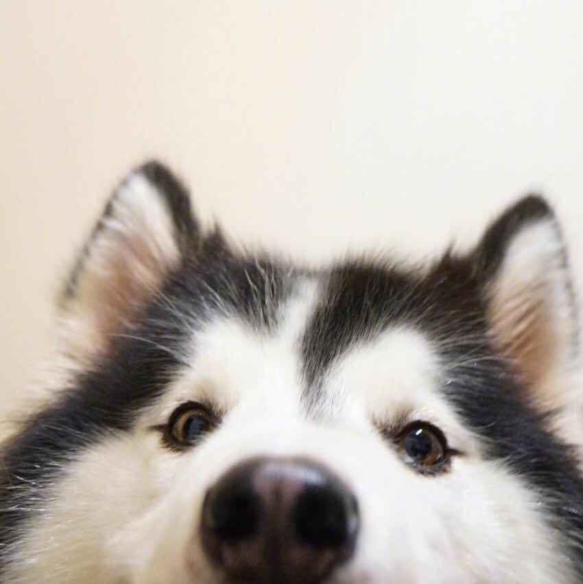 毅