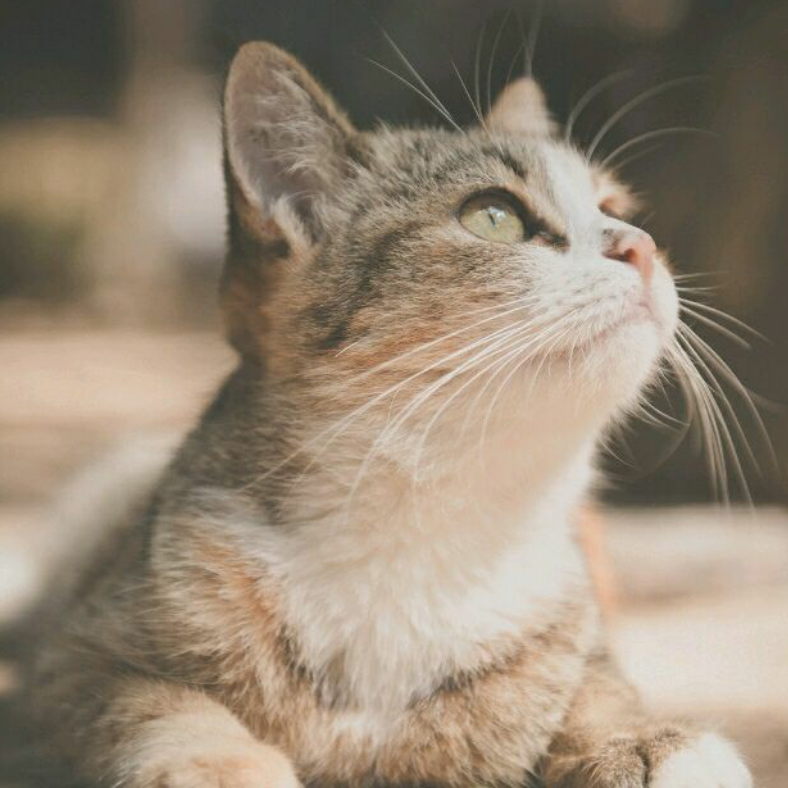 想养猫的榴小莲