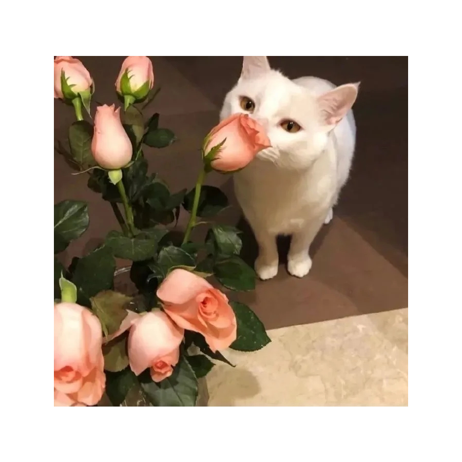不理笨蛋