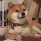 樹