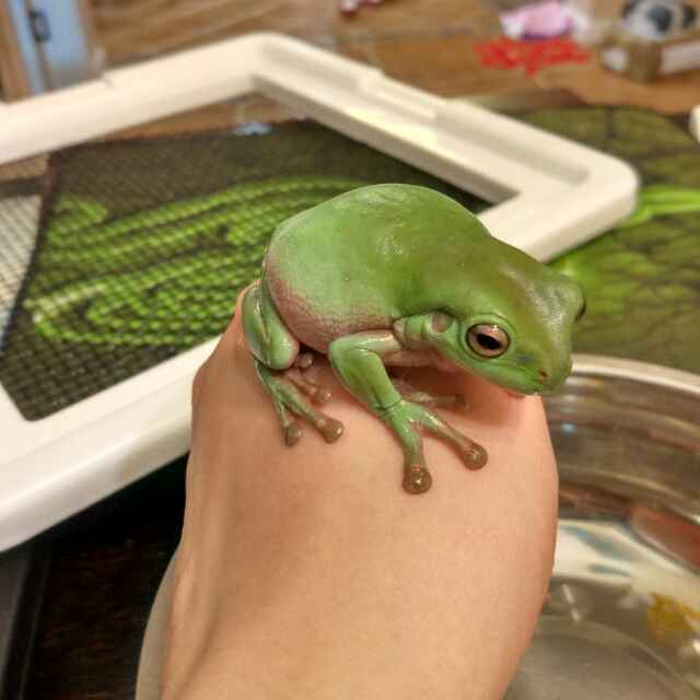 膝盖借箭