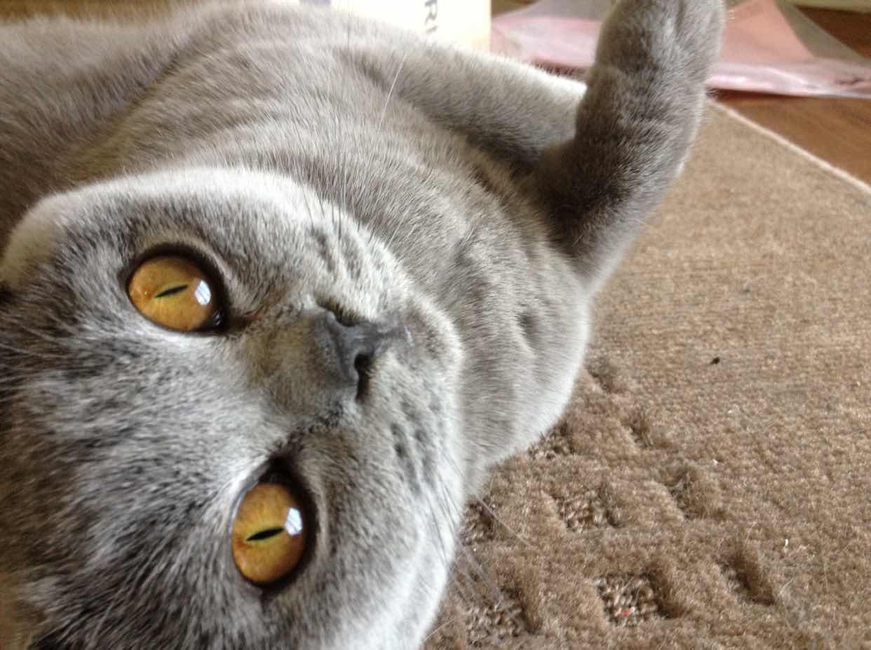 🐱猫自强