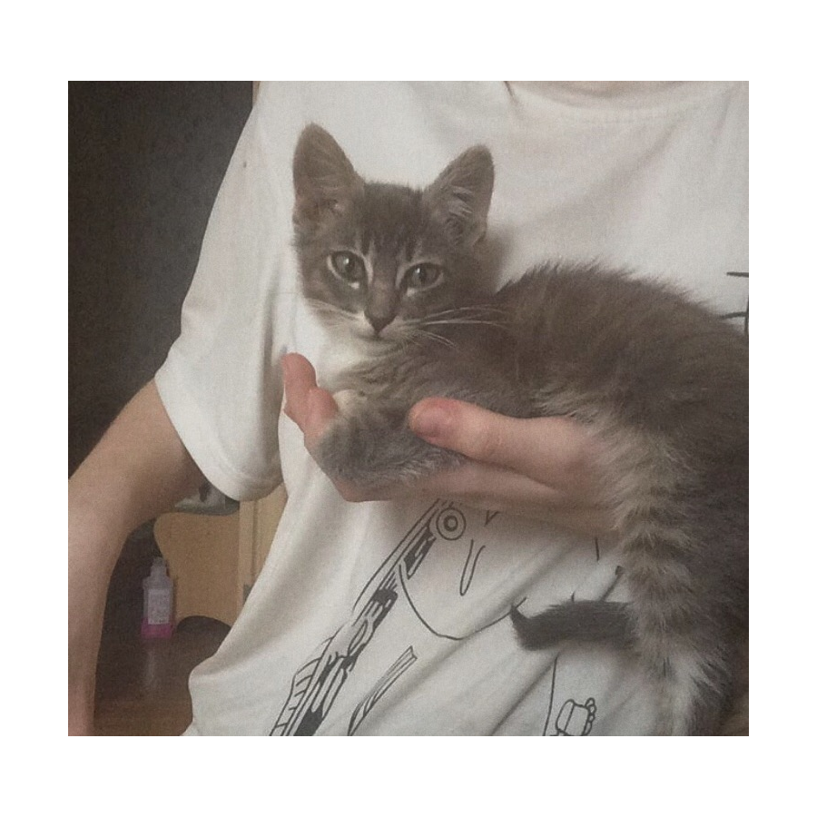 朕虞