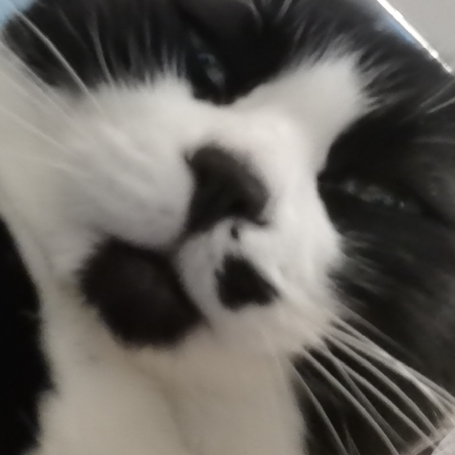 毛毛球
