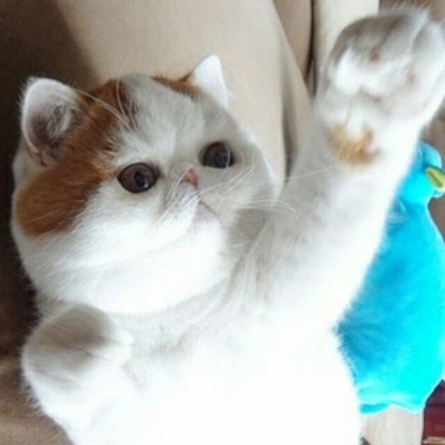 ┴┴︵╰（‵□′）╯︵┴┴