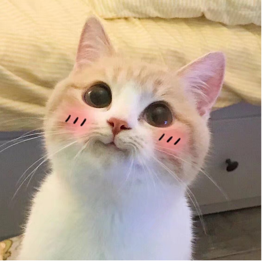 这辈子能有猫吗