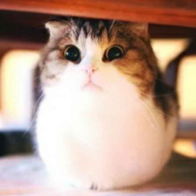 不爱大海偏爱lang