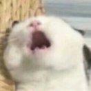 痴情的玩家啊，请再氪一金吧