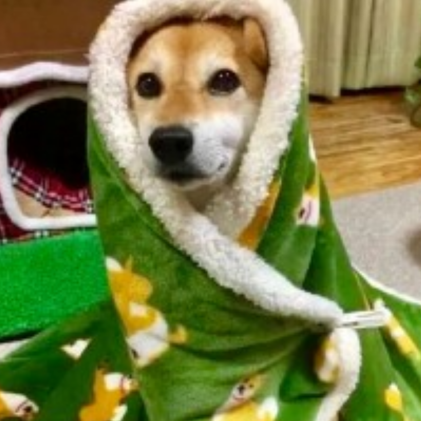 玩个蛇皮