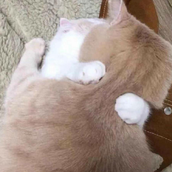 想。